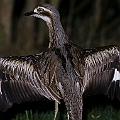 Other birds